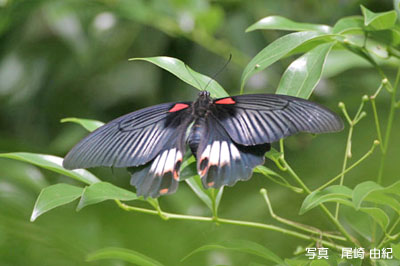 ナガサキアゲハ♀の写真